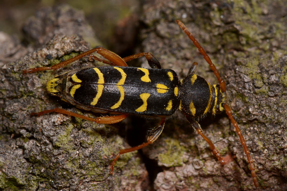 Cerambycidae: Plagionotus arcuatus? S, femmina